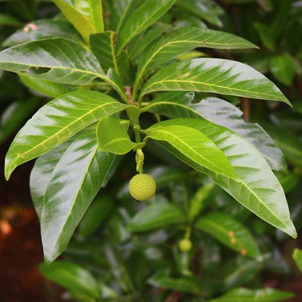 Ochreinauclea missionis