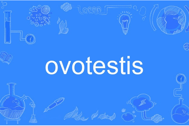 ovotestis ovotestis