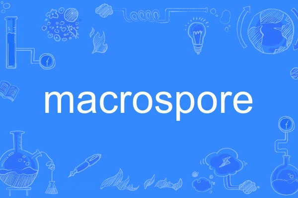 macrospore macrospore