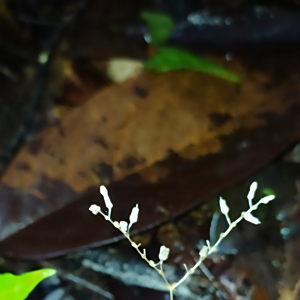 Gymnosiphon breviflorus