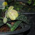 同色兜蘭 同色兜蘭
