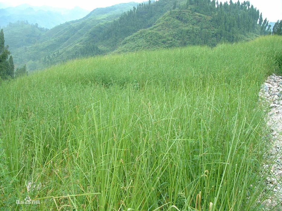 香根草屬 香根草屬