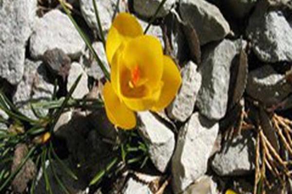 Crocus chrysanthus \x27Goldilocks\x27 Crocus chrysanthus \x27Goldilocks\x27
