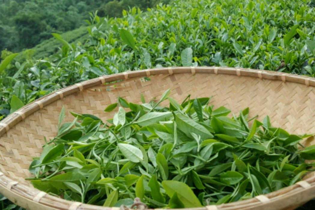 官田綠茶