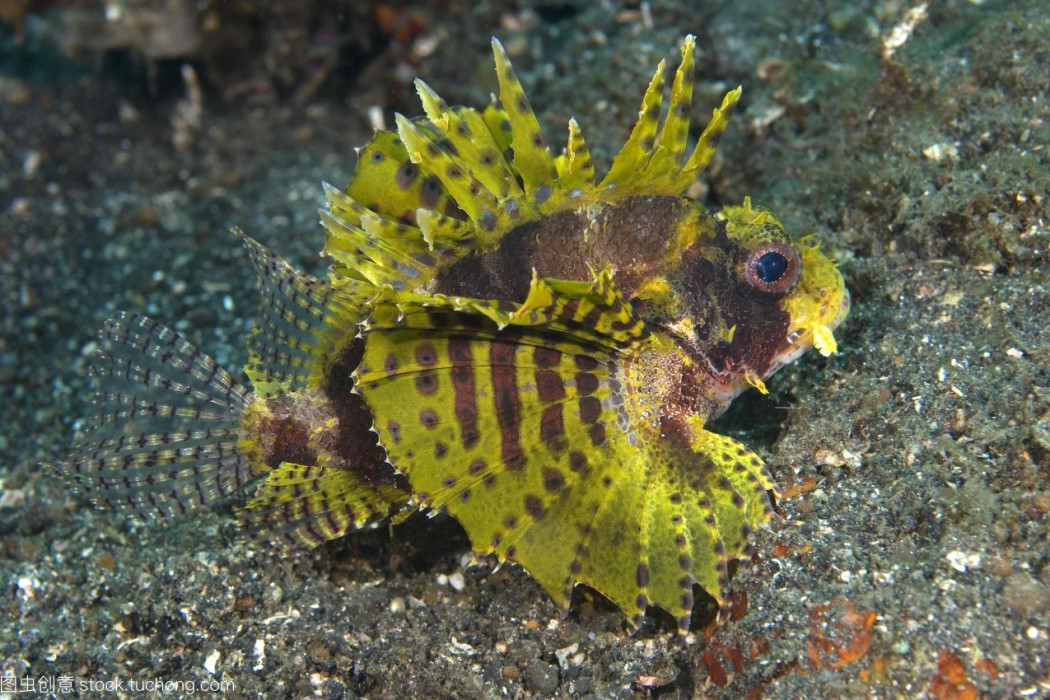 擬鮋屬 擬鮋屬
