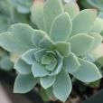 薄化妝(景天科、景天屬多肉植物) 薄化妝(景天科、景天屬多肉植物)