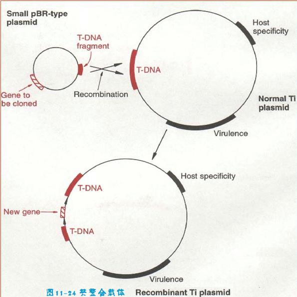 T-DNA - 農桿菌的Ti質粒與T-DNA 的整合機制