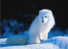 北極狐格陵蘭亞種