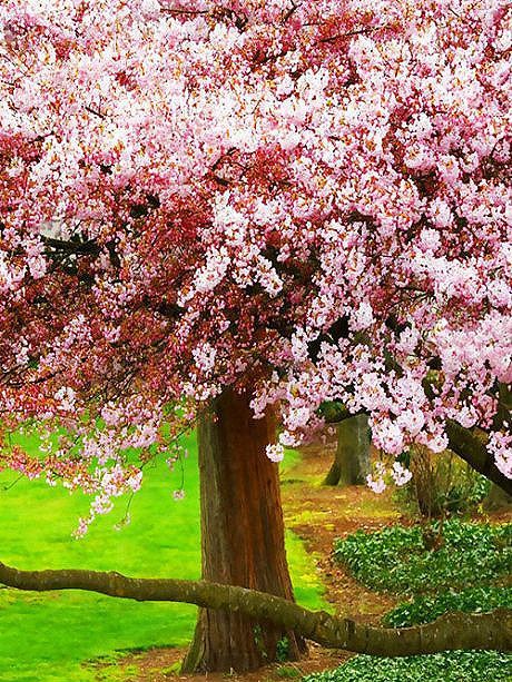 櫻花樹下的你，是我一生的美麗