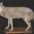 福克蘭群島狼(南極狼)