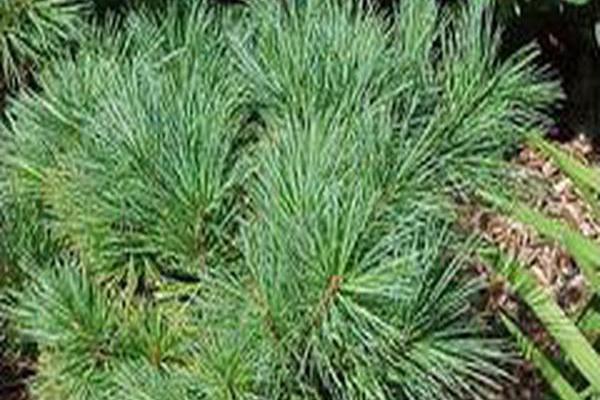 Pinus strobus \x27Macopin\x27