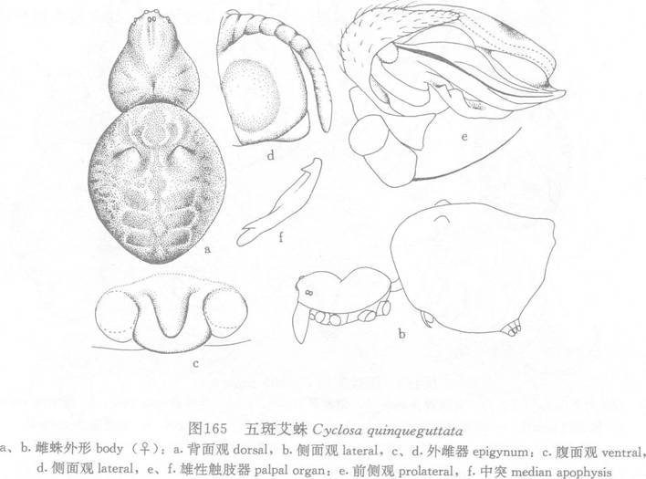 五斑艾蛛 五斑艾蛛