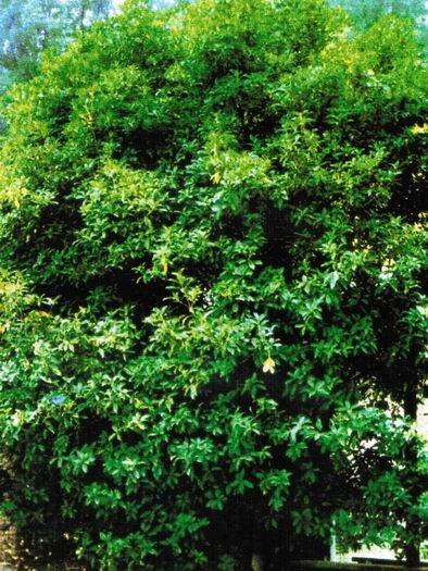 詩樹桂花 詩樹桂花