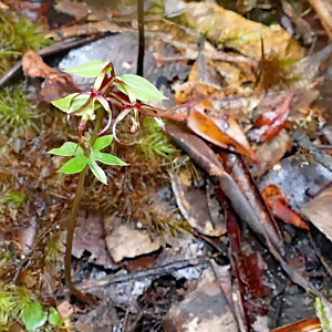 Stigmatodactylus bracteatus