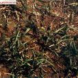 白穎苔草(白穎苔草) 白穎苔草(白穎苔草)
