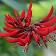 龍牙花(象牙紅) 龍牙花(象牙紅)