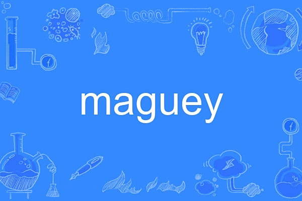 maguey maguey