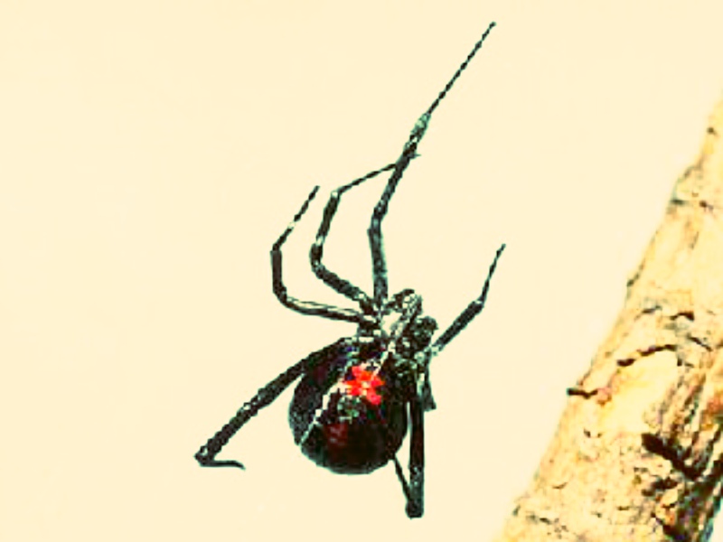 黑寡婦蜘蛛