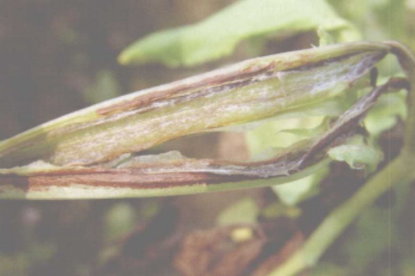 蠶豆莖疫病 蠶豆莖疫病