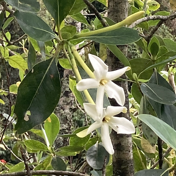 Cosmibuena macrocarpa