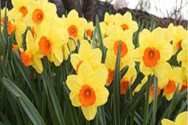Narcissus \x27Monal\x27