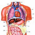 臟腑關係 臟腑關係