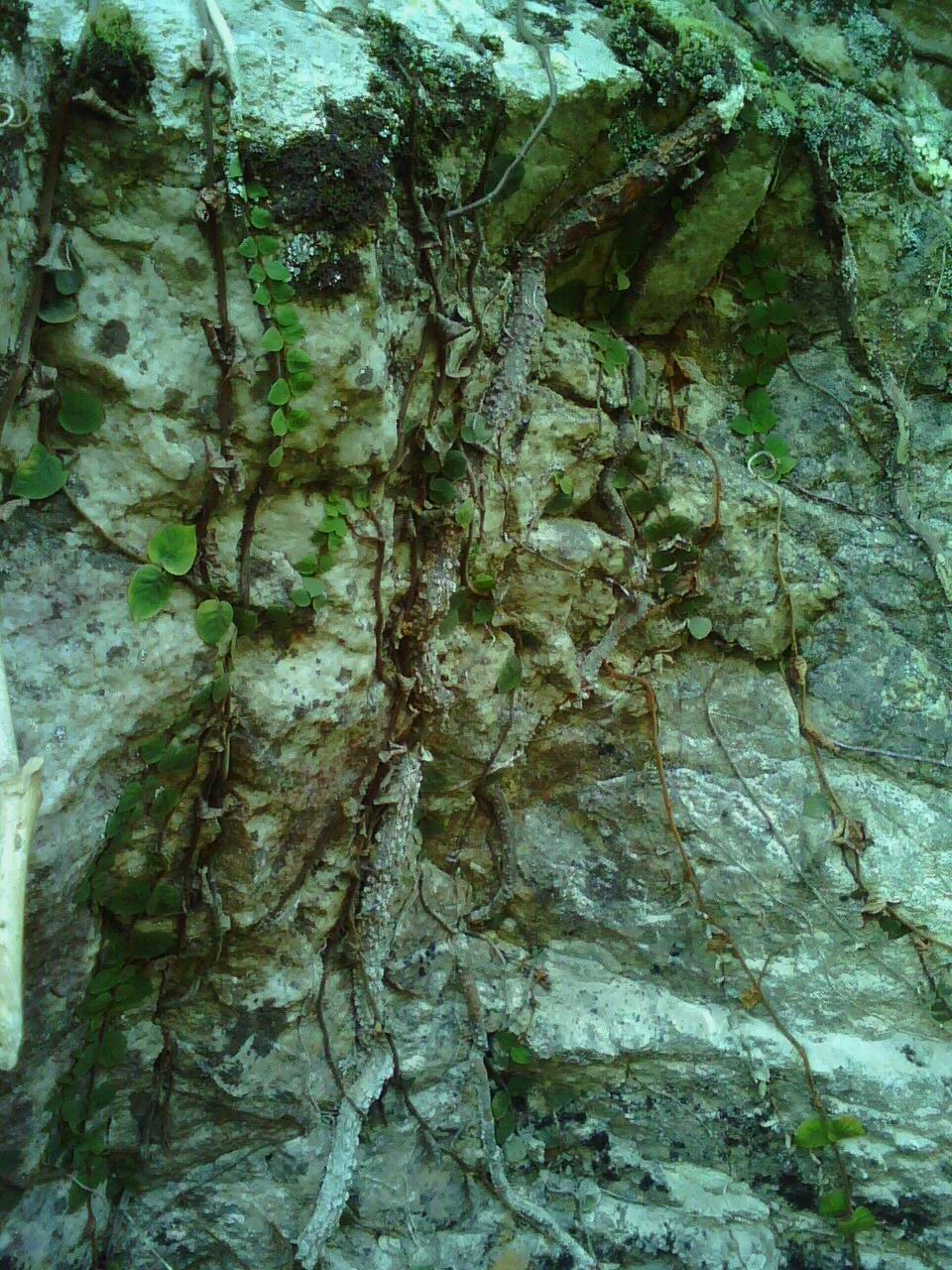 岩石植物