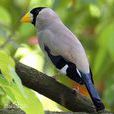 梧桐鳥 梧桐鳥