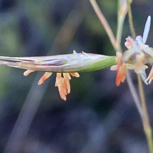Rytidosperma clelandii