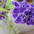 紫羅蘭(薔薇屬月季栽培品種)