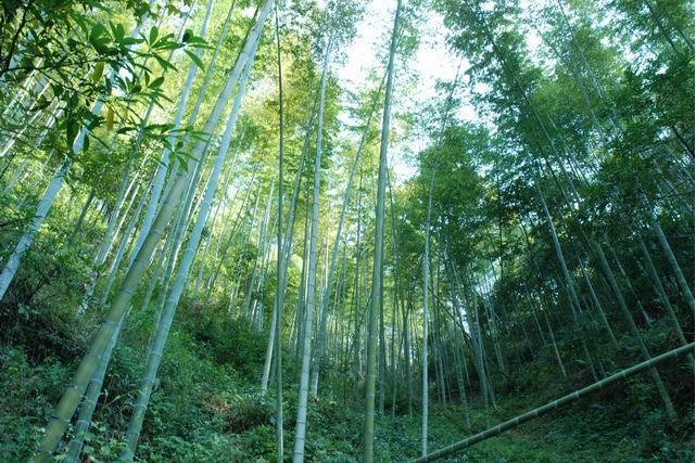 翠山竹海 翠山竹海
