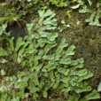 藍叉苔 藍叉苔