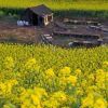 毛尖山鄉