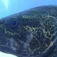 虎斑鱖魚 虎斑鱖魚
