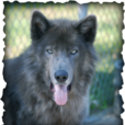 藍灣牧羊犬 藍灣牧羊犬