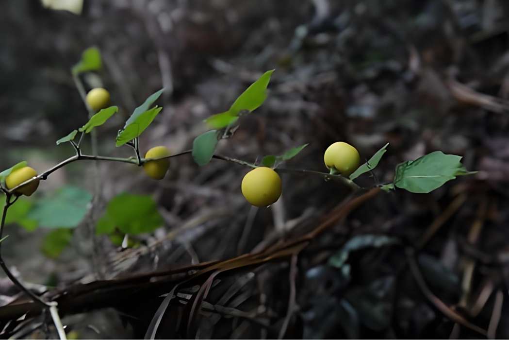 黃果茄(茄科茄屬植物) 黃果茄(茄科茄屬植物)