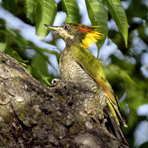 黃冠綠啄木鳥(圖2)