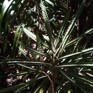 Psychotria himanthophylla