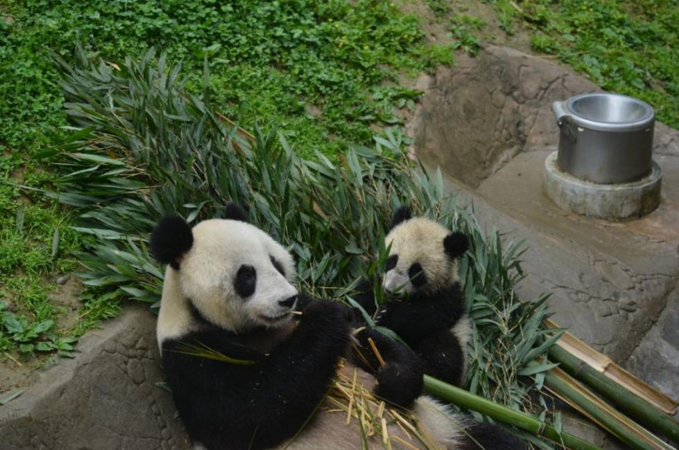 大熊貓“丁丁”和媽媽“海子”
