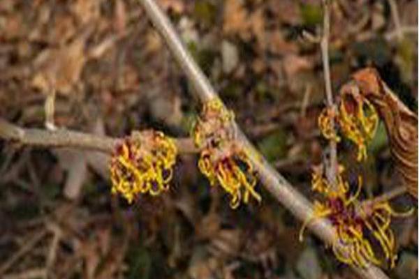 Hamamelis × intermedia \x27Brandis\x27