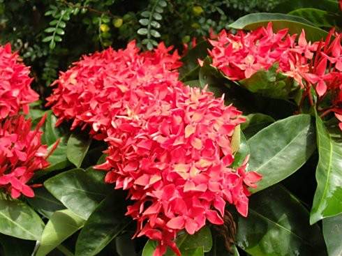 滿堂紅97-1 滿堂紅97-1