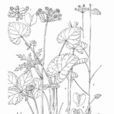 麗江茴芹 麗江茴芹