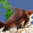 中國胭脂魚 中國胭脂魚
