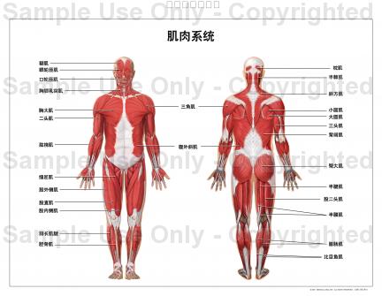 肌肉系統的解剖