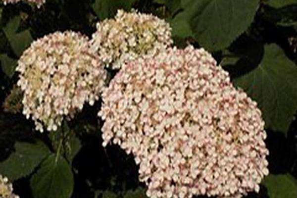 Hydrangea arborescens \x27NCHA2\x27 INVINCIBELLE SPIRIT II Hydrangea arborescens \x27NCHA2\x27 INVINCIBELLE SPIRIT II