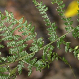 Dryopteris dilatata