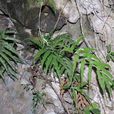 井欄邊草 井欄邊草