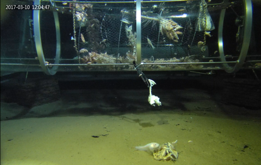 我國自主研發的首款全海深高清攝像機拍攝到8152米深海獅子魚進食