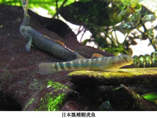 日本瓢鰭鰕虎魚