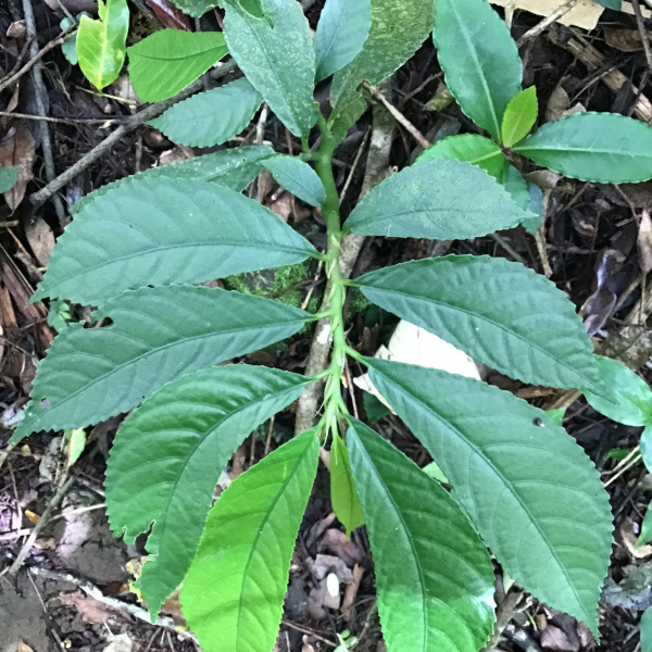 Elatostema fagifolium